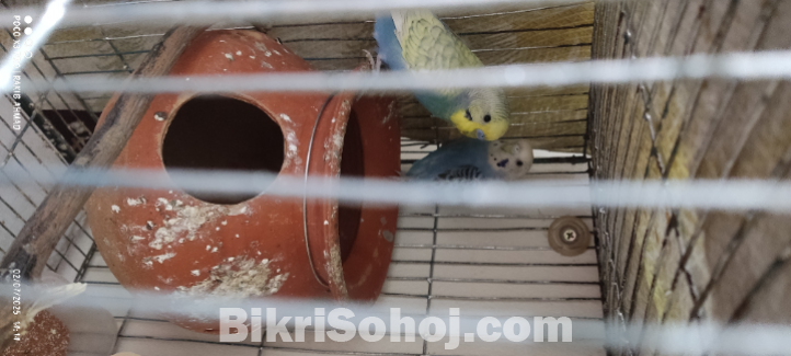 বাজিগর পাখি